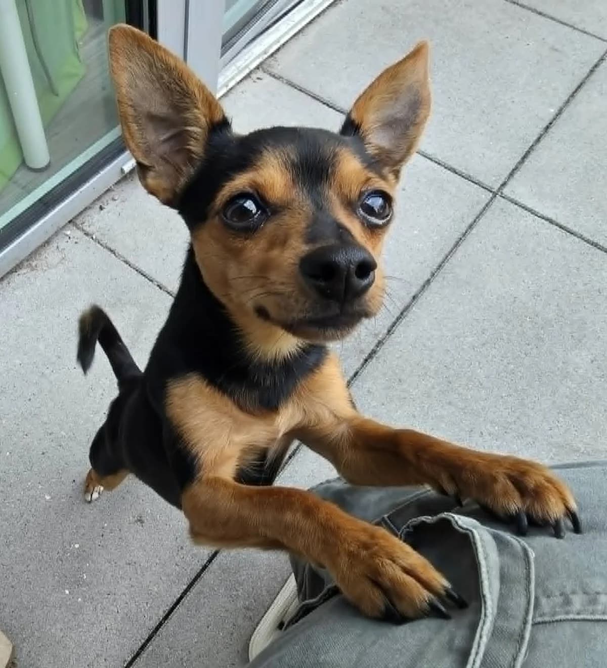 Virus, male Jack Russell Terrier for adoption at Action 4 Pets, France