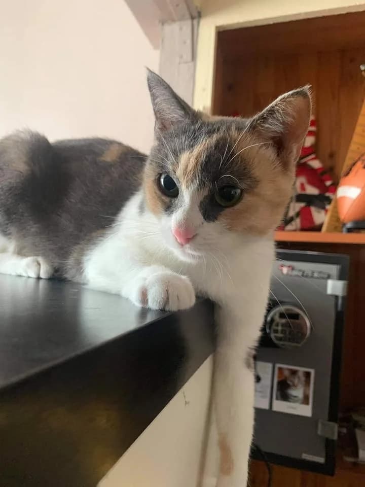 Pernelle, female 7yo European Shorthair for adoption at Action 4 Pets, action 4 pets