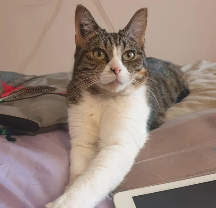 Ibiza, female senior European Shorthair for adoption at Action 4 Pets, action 4 pets