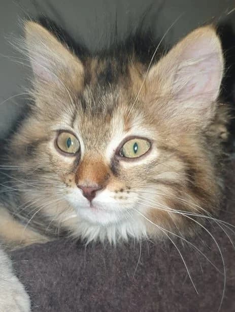 Savannah, female 5yo European Shorthair for adoption at Action 4 Pets, action 4 pets