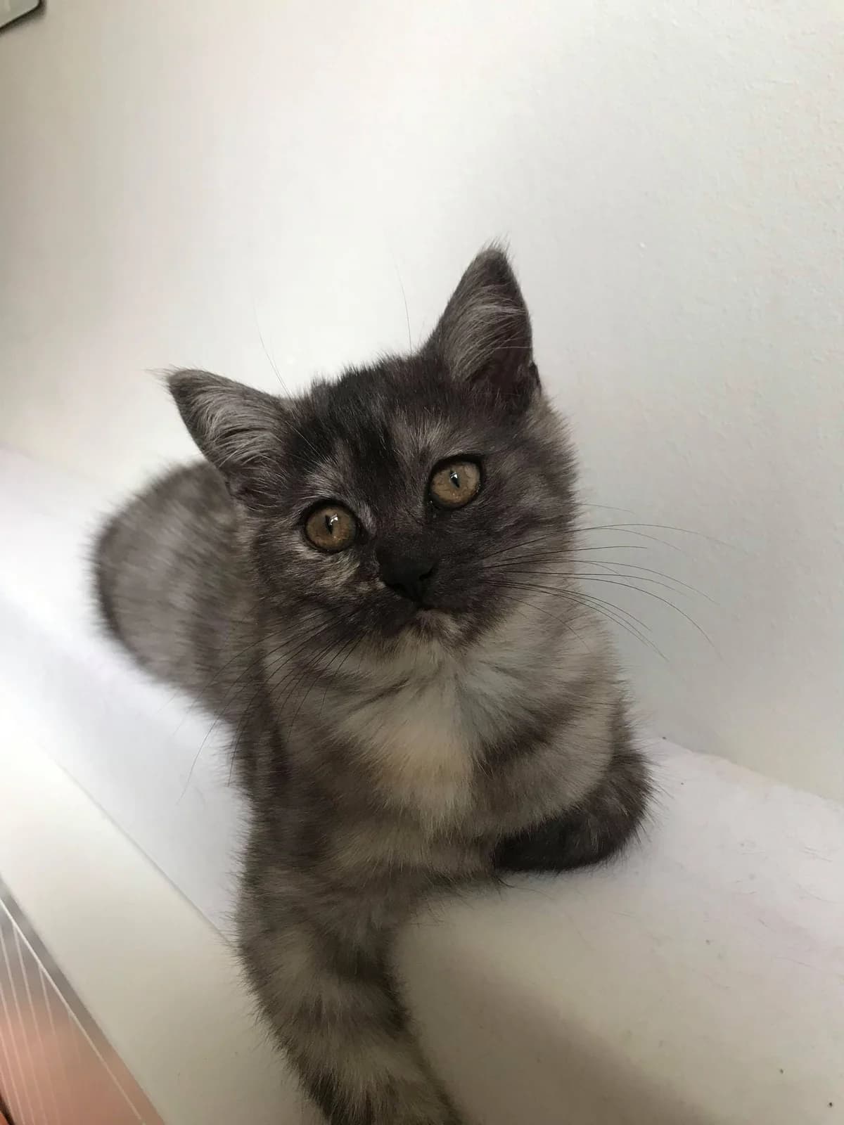 Sublime, female 5yo European Shorthair for adoption at Action 4 Pets, action 4 pets