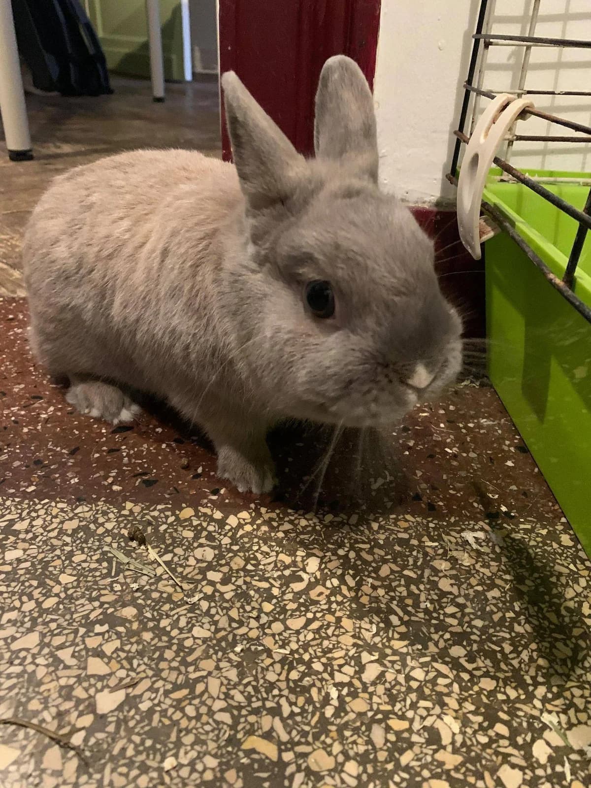 Pichu, male 7yo mixed breed for adoption at Action 4 Pets, France