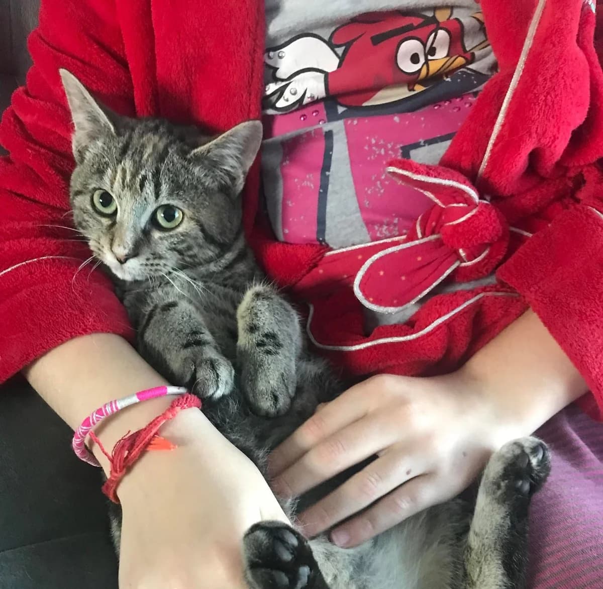 Shangaï, female 5yo European Shorthair for adoption at Action 4 Pets, action 4 pets