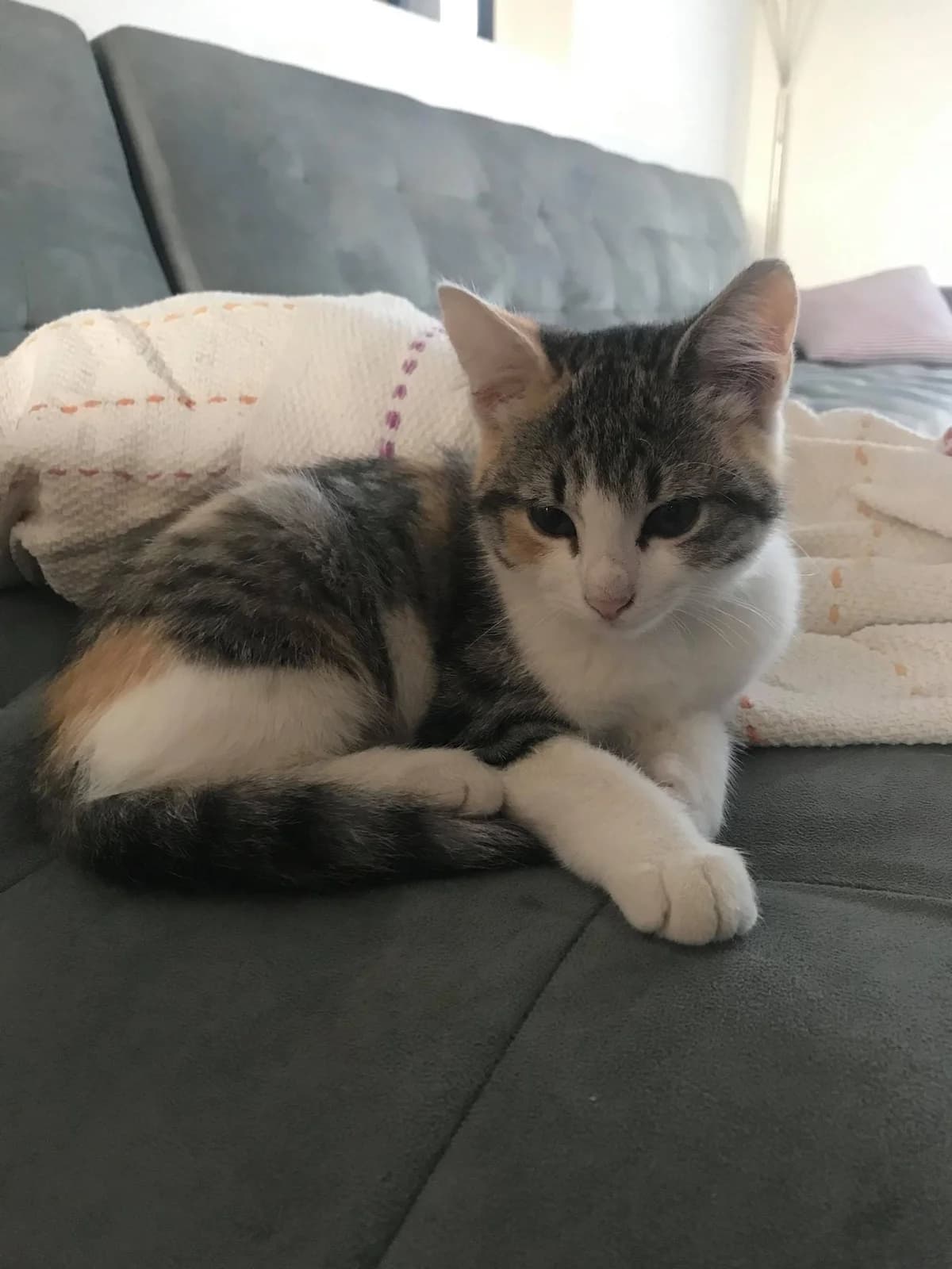 Sirine, female 5yo European Shorthair for adoption at Action 4 Pets, action 4 pets