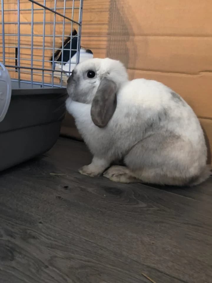 Séréna, female 5yo mixed breed for adoption at Action 4 Pets, France