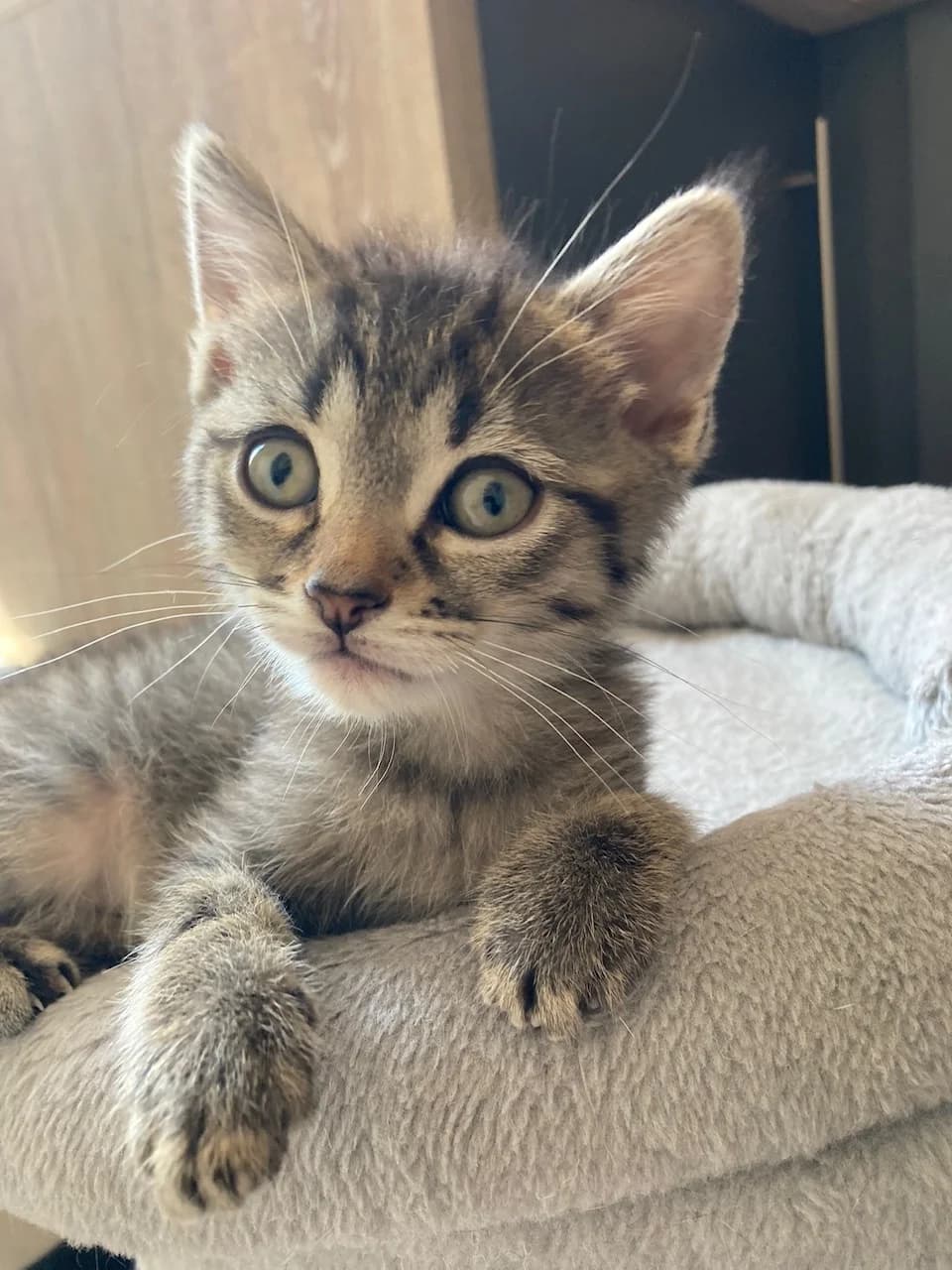 Tychique, male 4yo European Shorthair for adoption at Action 4 Pets, action 4 pets