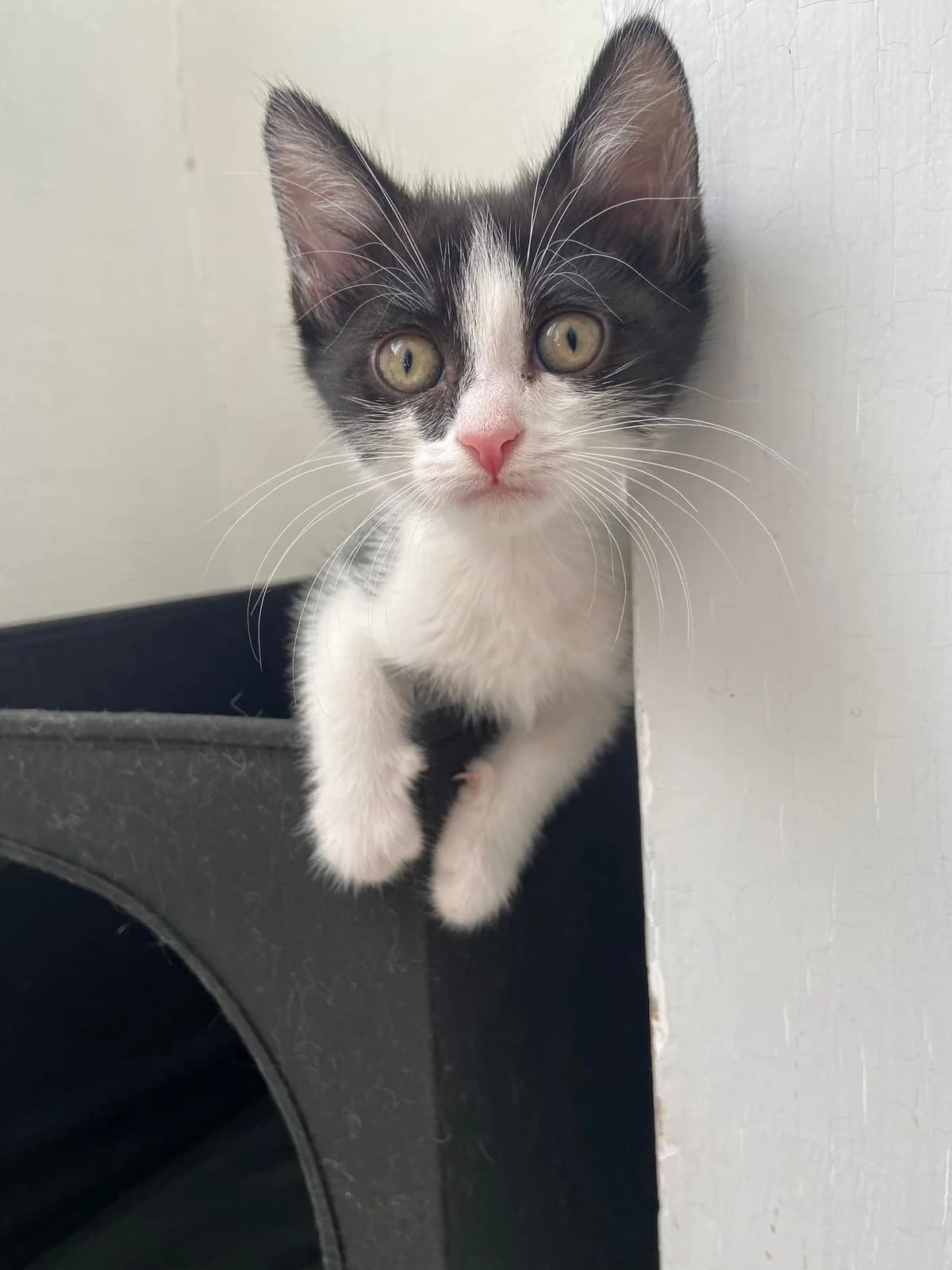 Triss, female 4yo European Shorthair for adoption at Action 4 Pets, France