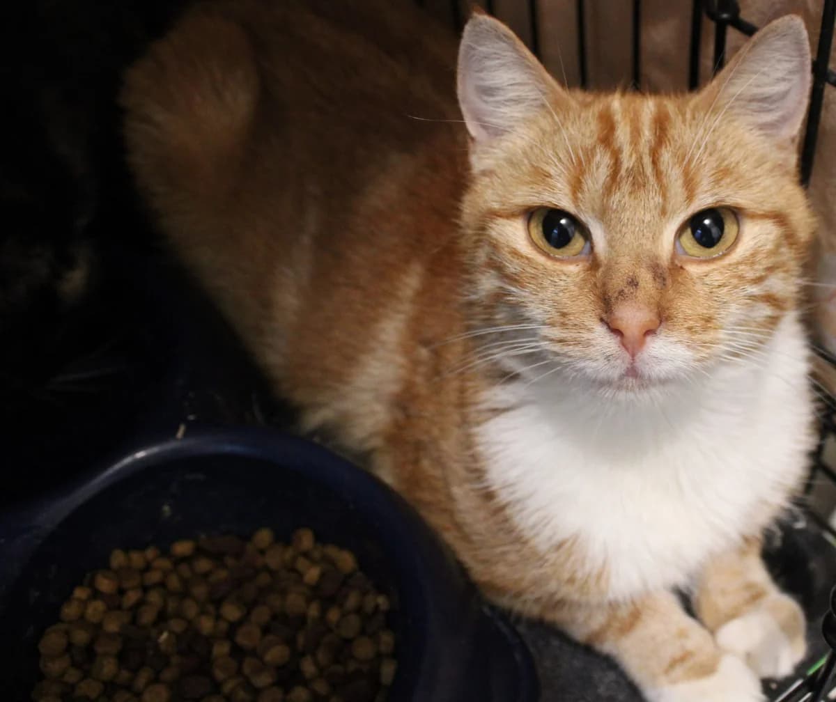 Pashmînâ, female 7yo European Shorthair for adoption at Action 4 Pets, France