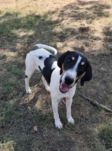 Apollo, male puppy Mixed Breed for adoption at Association de Défense Animaux (ADA d'Espalion)