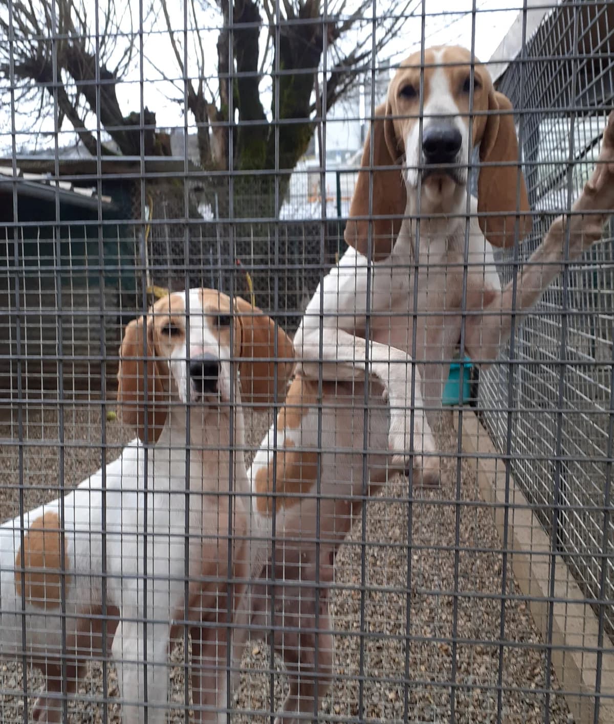 Arold, male senior Mixed Breed for adoption at Association de Défense Animaux (ADA d'Espalion)