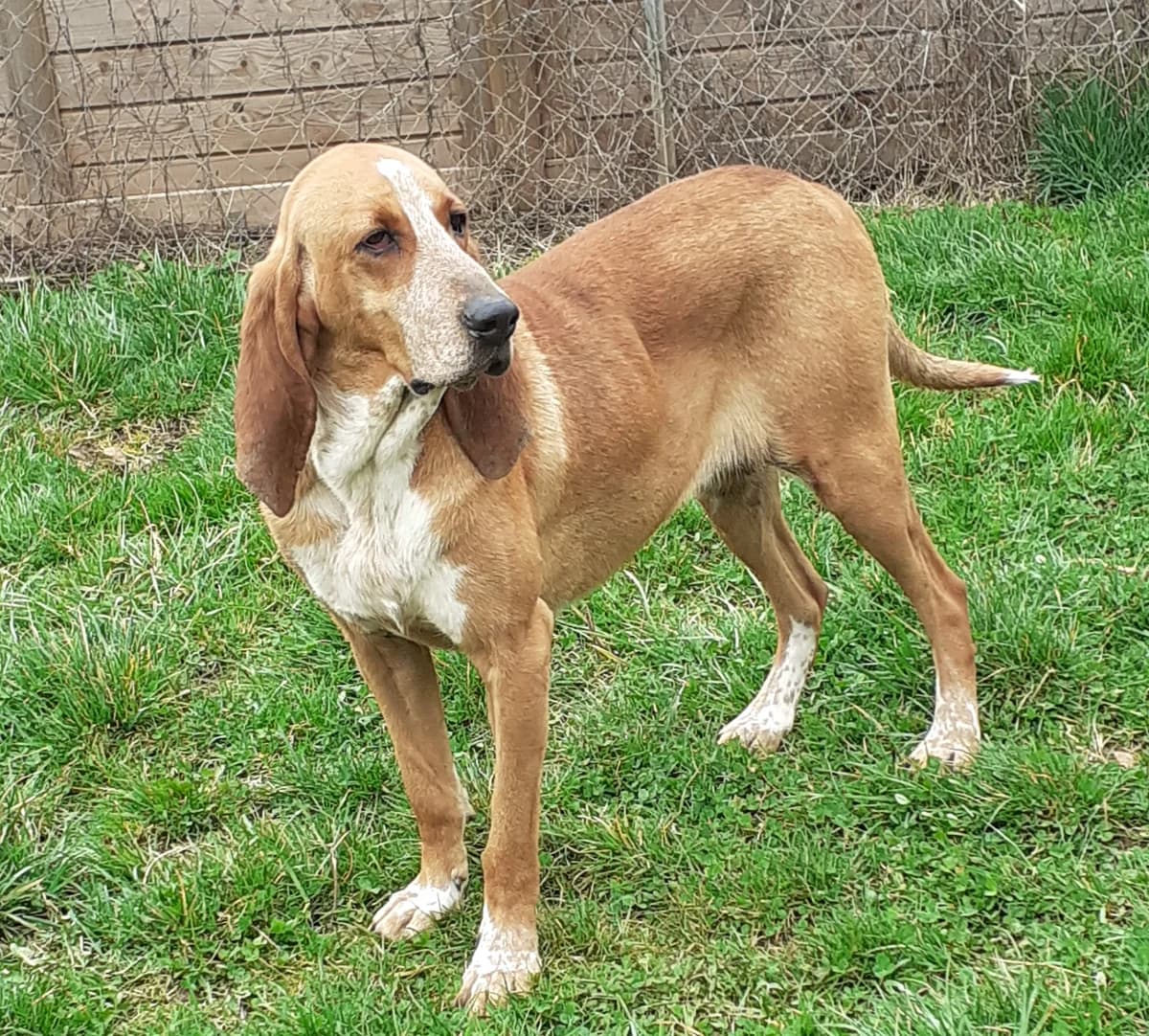 Fanette, female 5yo Mixed Breed for adoption at Association de Défense Animaux (ADA d'Espalion)
