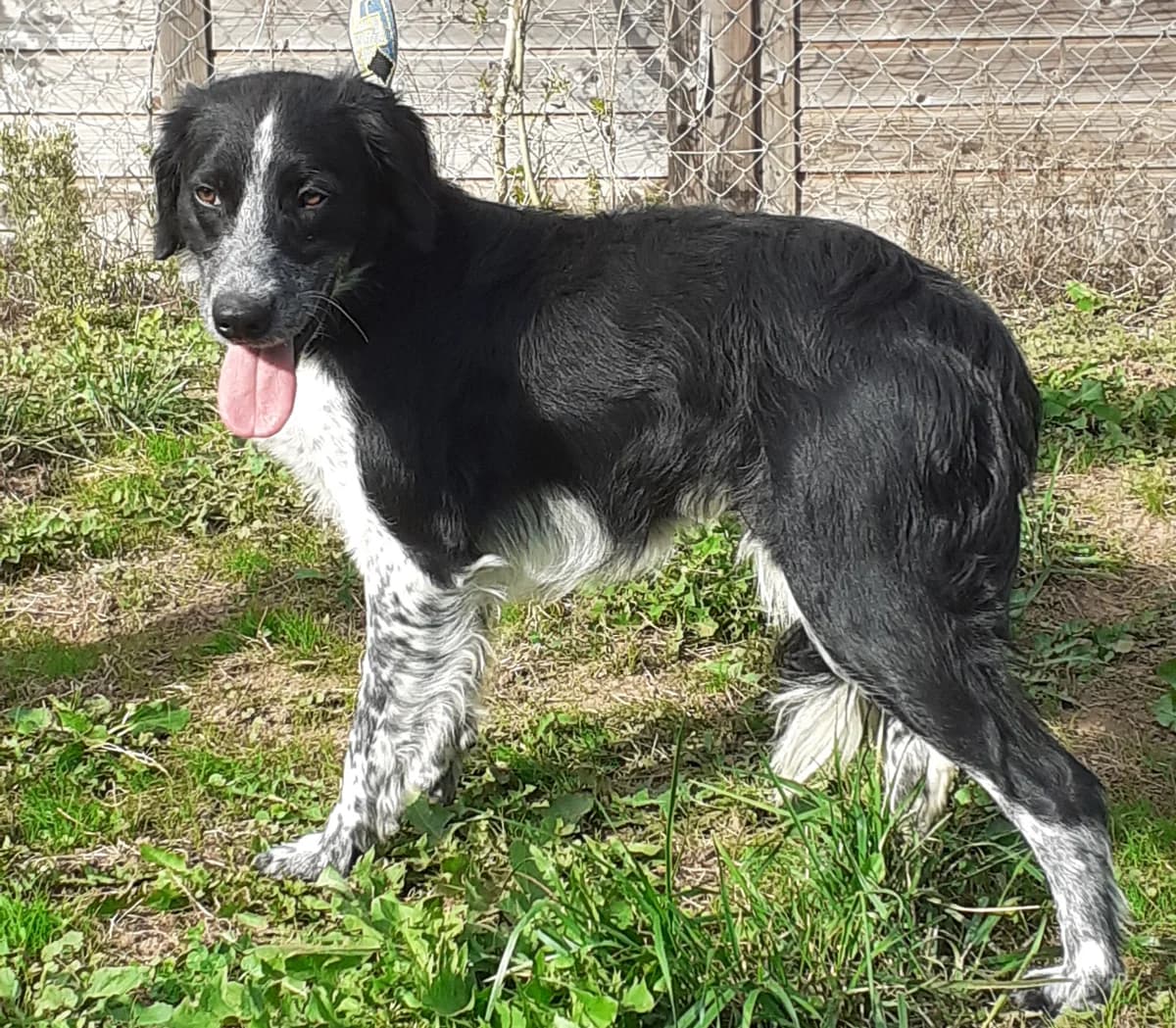 Guizmo, male 3yo Mixed Breed for adoption at Association de Défense Animaux (ADA d'Espalion)