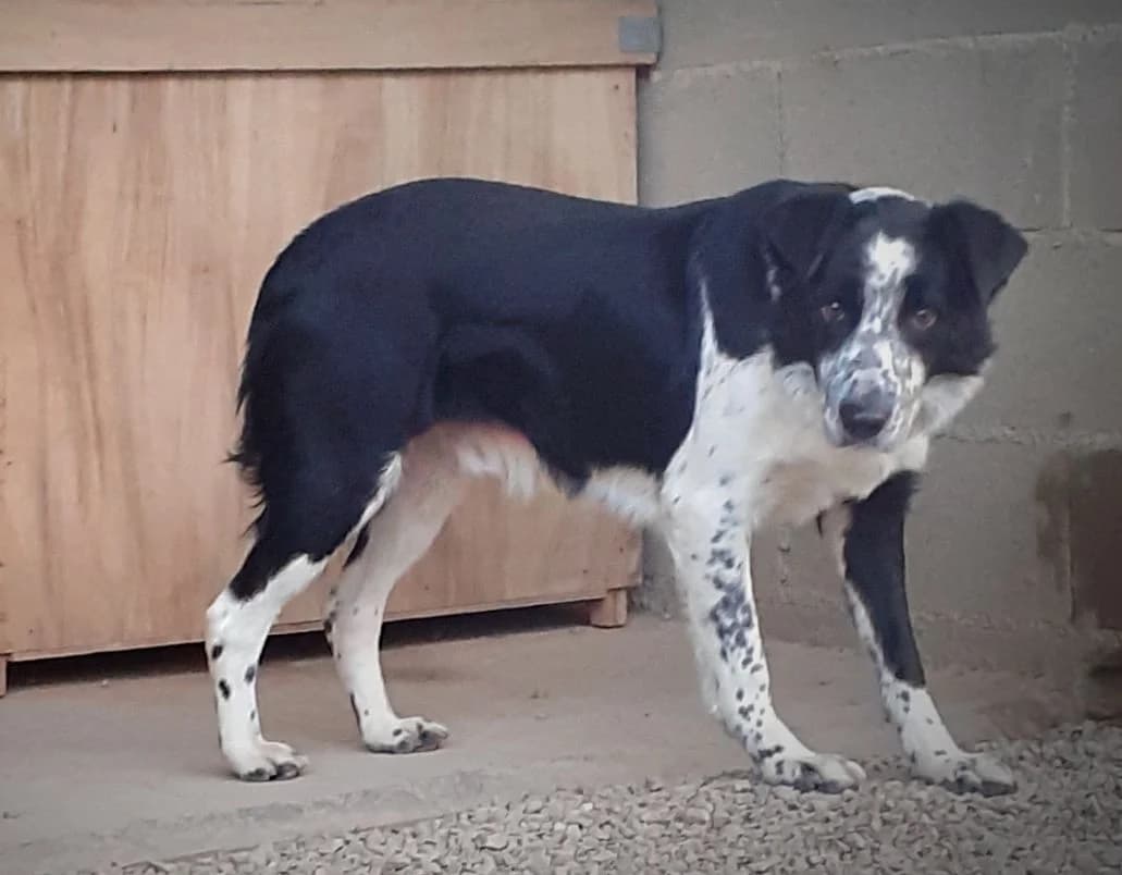 Iota, male senior Mixed Breed for adoption at Association de Défense Animaux (ADA d'Espalion)