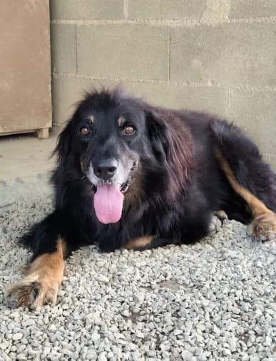 Jimmy, male senior Mixed Breed for adoption at Association de Défense Animaux (ADA d'Espalion)