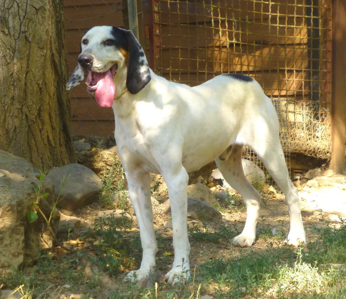 Nicolas, male senior Mixed Breed for adoption at Association de Défense Animaux (ADA d'Espalion)