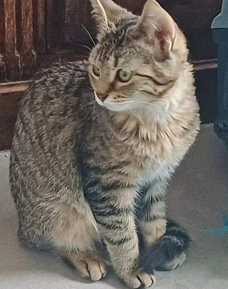 Baï-ka, female puppy European Shorthair for adoption at ADACA Amis Des Chats Abandonnes