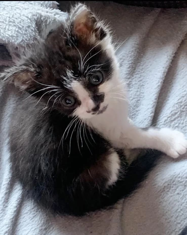 Barnabé, male puppy European Shorthair for adoption at ADACA Amis Des Chats Abandonnes
