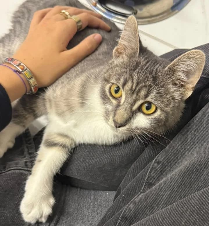 Betty, female puppy European Shorthair for adoption at ADACA Amis Des Chats Abandonnes