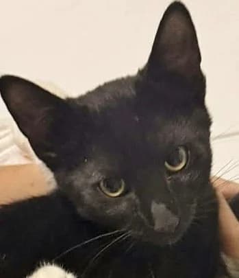 Bob, male puppy European Shorthair for adoption at ADACA Amis Des Chats Abandonnes