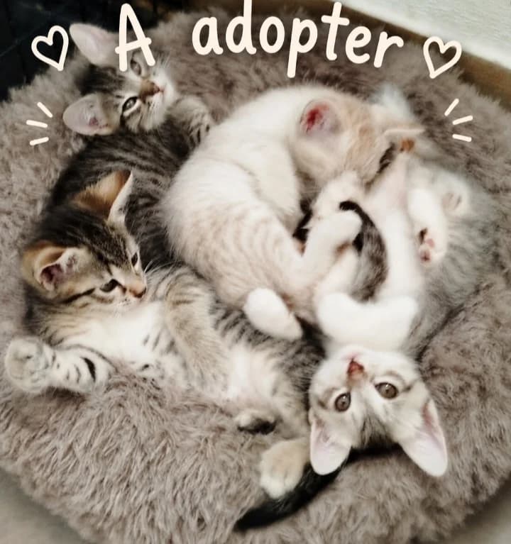 2 mâles et 2 femelles, female puppy European Shorthair for adoption at ADAP (Pyrénées-Atlantiques), Pau