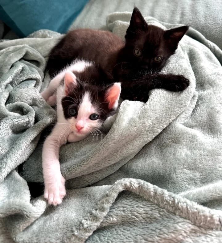 1 mâle et 1 femelle, male puppy European Shorthair for adoption at ADAP (Pyrénées-Atlantiques), Pau