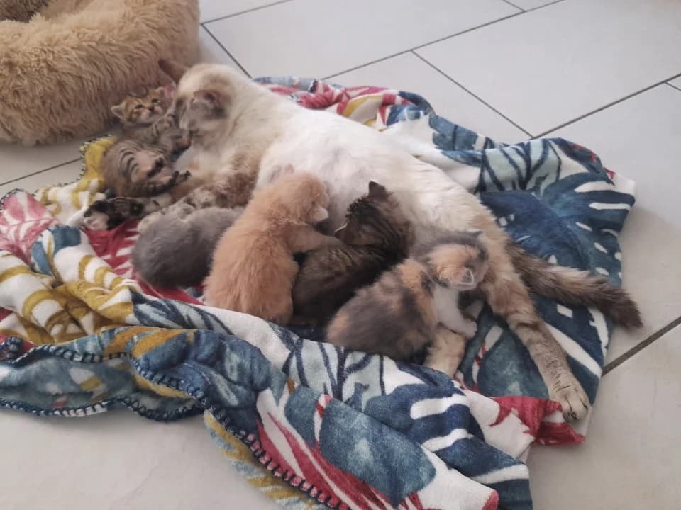 Chatte et ses 5 petits, female puppy European Shorthair for adoption at ADAP (Pyrénées-Atlantiques), Pau