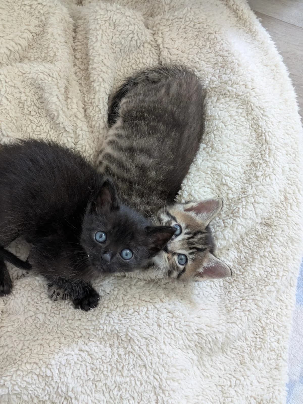 Gnocchi et Macaroni, female puppy European Shorthair for adoption at ADAP (Pyrénées-Atlantiques), Pau