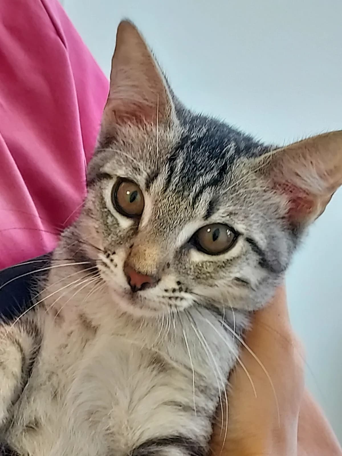 Bali, female puppy European Shorthair for adoption at ADAP (Pyrénées-Atlantiques), Pau