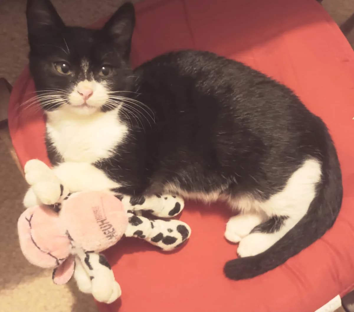 Sakura, female puppy European Shorthair for adoption at ADAP (Pyrénées-Atlantiques), Pau