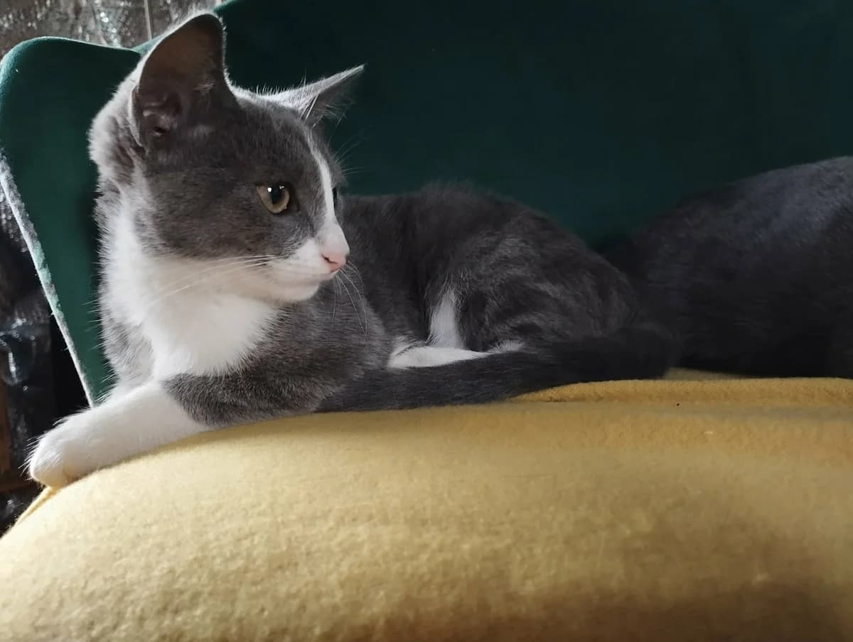 Billie, female puppy European Shorthair for adoption at ADAP (Pyrénées-Atlantiques), Pau