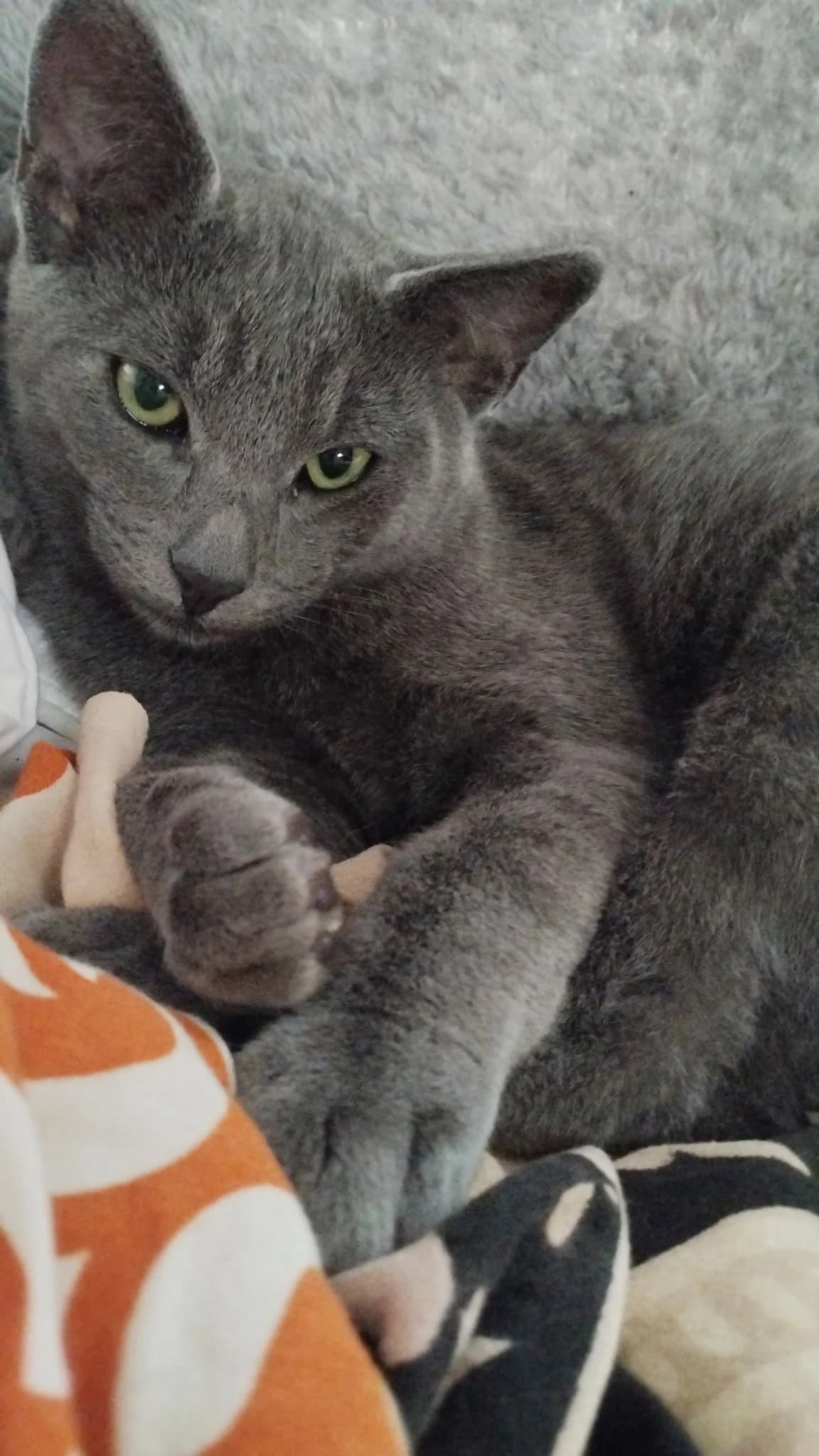 Blue, male puppy European Shorthair for adoption at ADAP (Pyrénées-Atlantiques), Pau