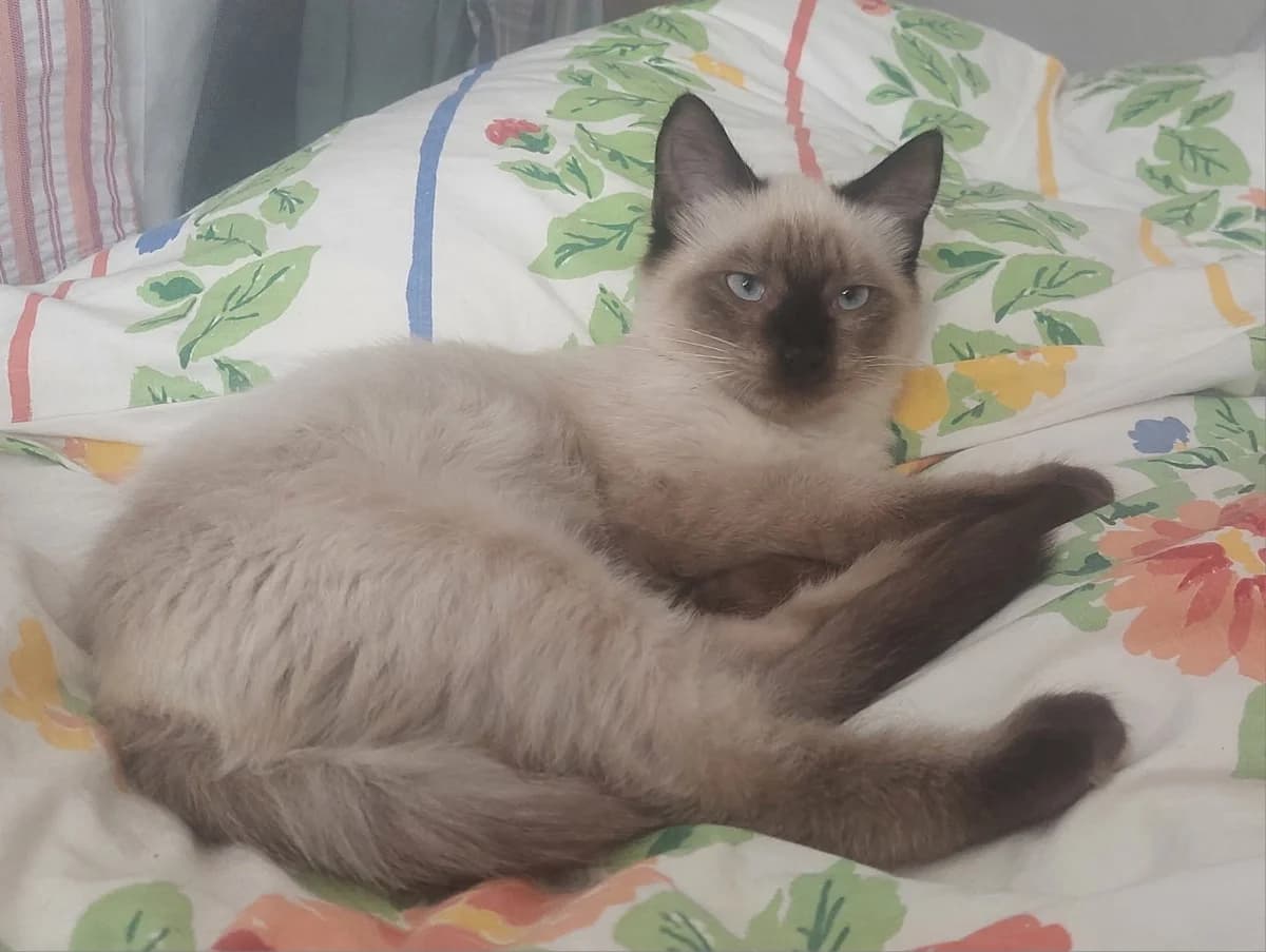Saphir, female puppy Siamese for adoption at ADAP (Pyrénées-Atlantiques), Pau
