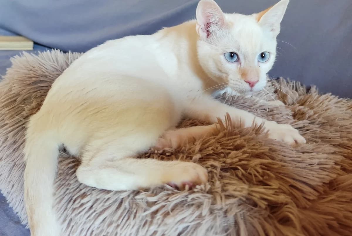 Bambou, female puppy Siamese for adoption at ADAP (Pyrénées-Atlantiques), Pau