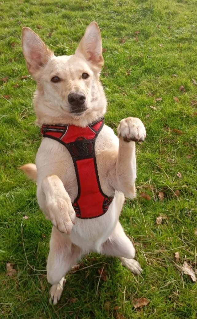 Lady, female 6yo Labrador Retriever for adoption at ADAP (Pyrénées-Atlantiques), Pau