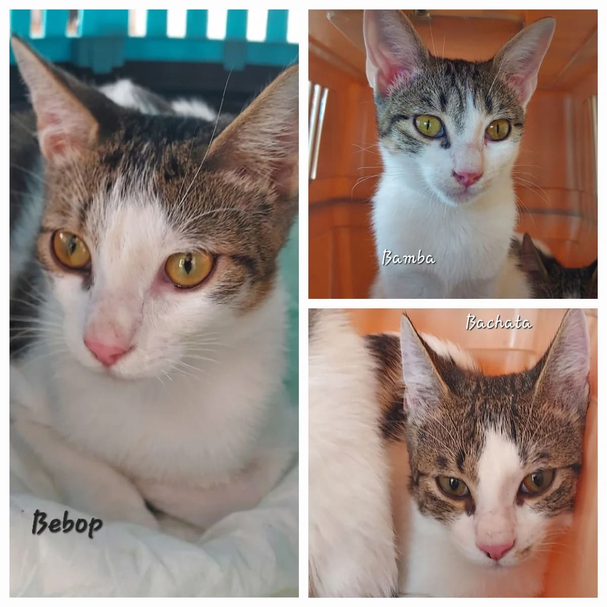 Bachata, Bamba et Be-pop (le mâle), female puppy European Shorthair for adoption at ADAP (Pyrénées-Atlantiques), Pau