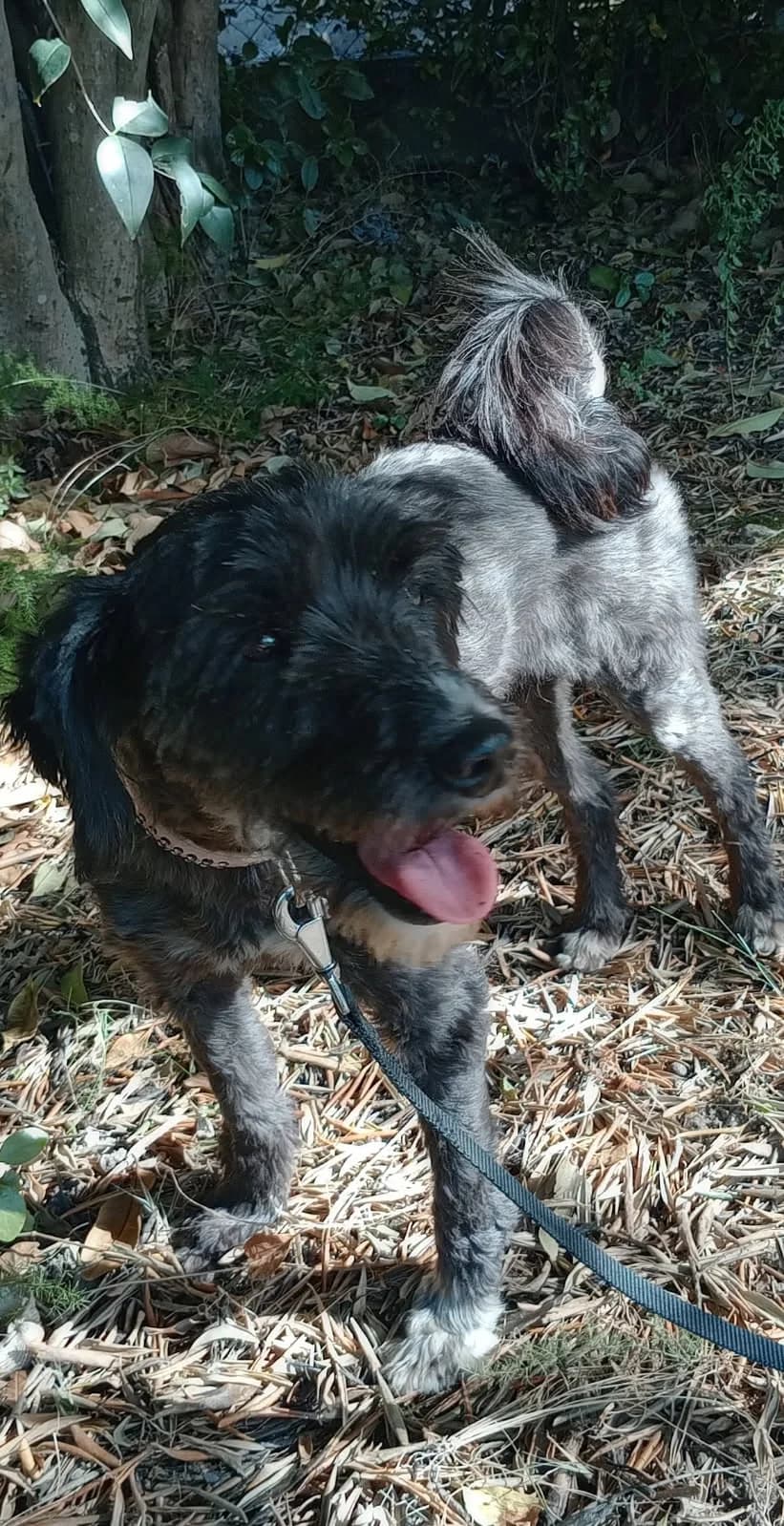 Mickey, senior Mixed Breed for adoption at ADEO Association (Avignon), Avignon