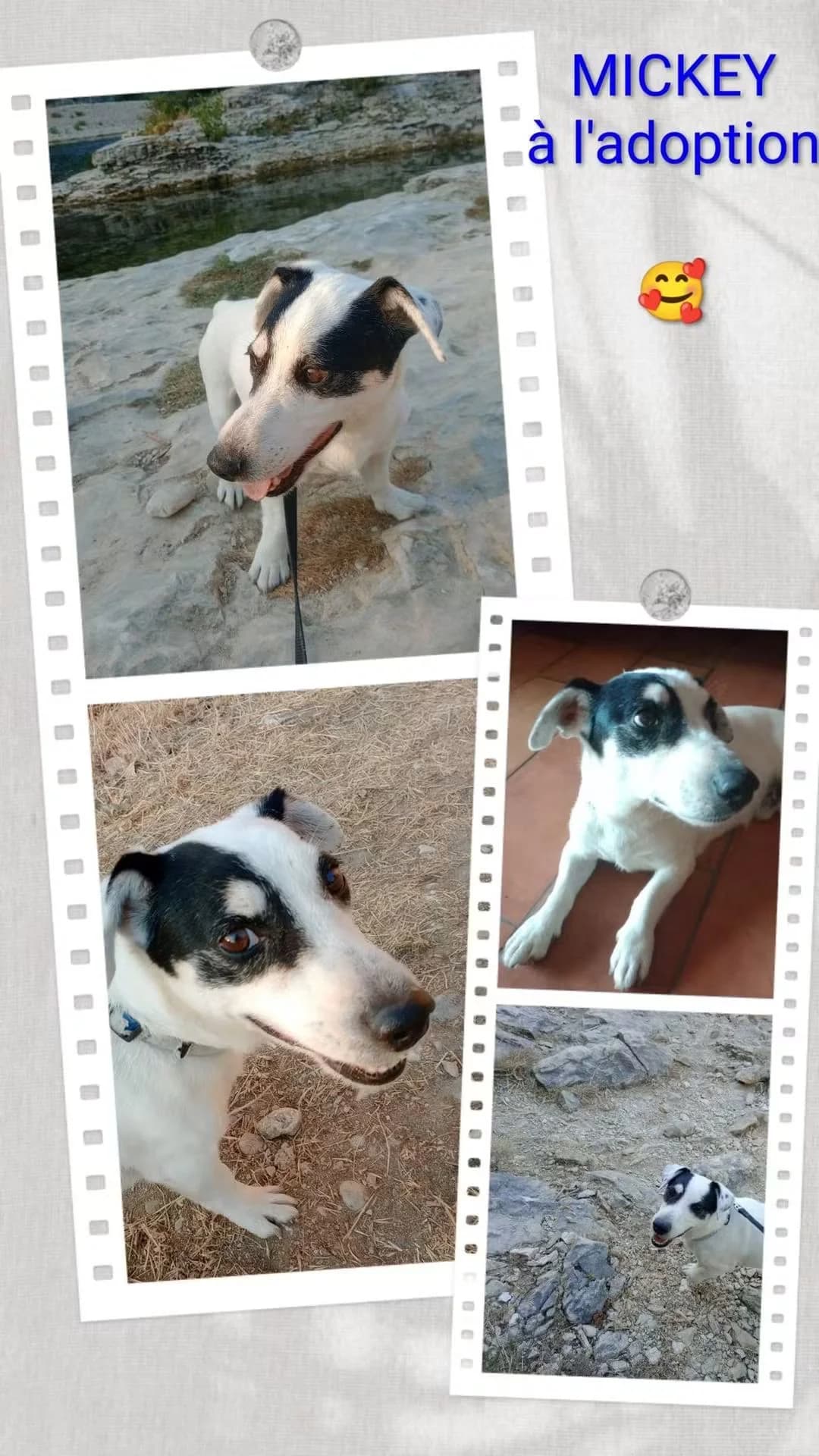 Mickey, senior Mixed Breed for adoption at ADEO Association (Avignon), Avignon