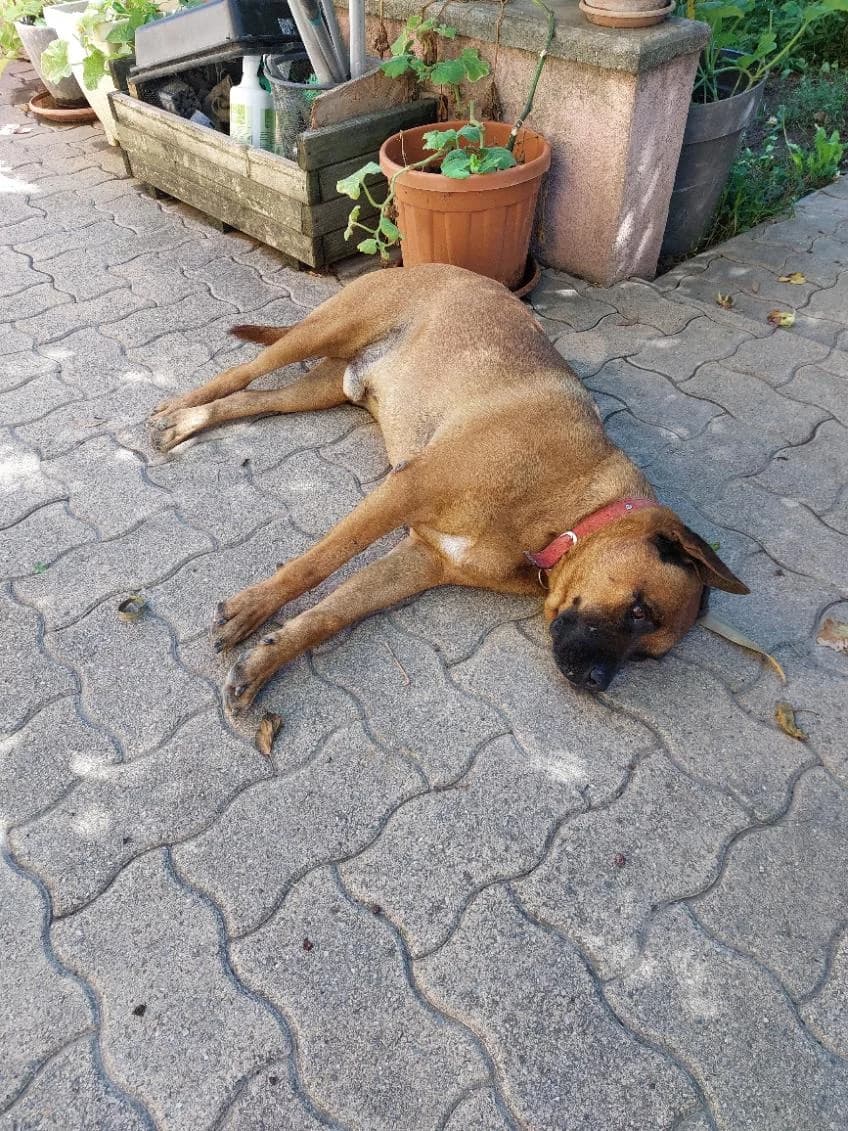 Odin, 6yo Mixed Breed for adoption at ADEO Association (Avignon), Avignon