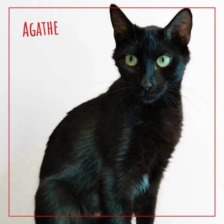 Agathe, female Mixed Breed for adoption at Adopte 1 Chat