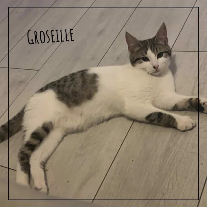Groseille, female Mixed Breed for adoption at Adopte 1 Chat