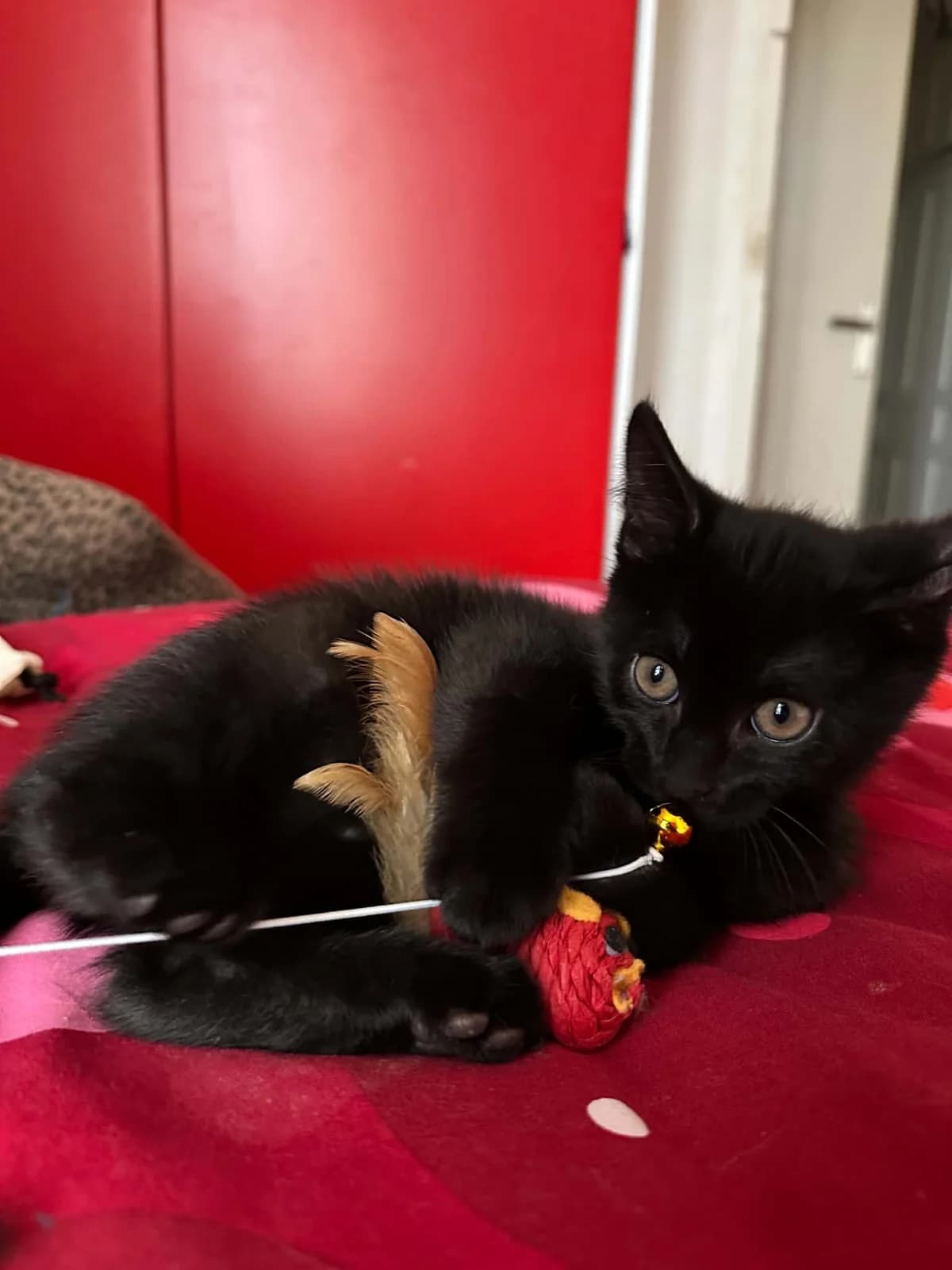 Nox, puppy Mixed Breed for adoption at Adopte Un Matou, Maurecourt