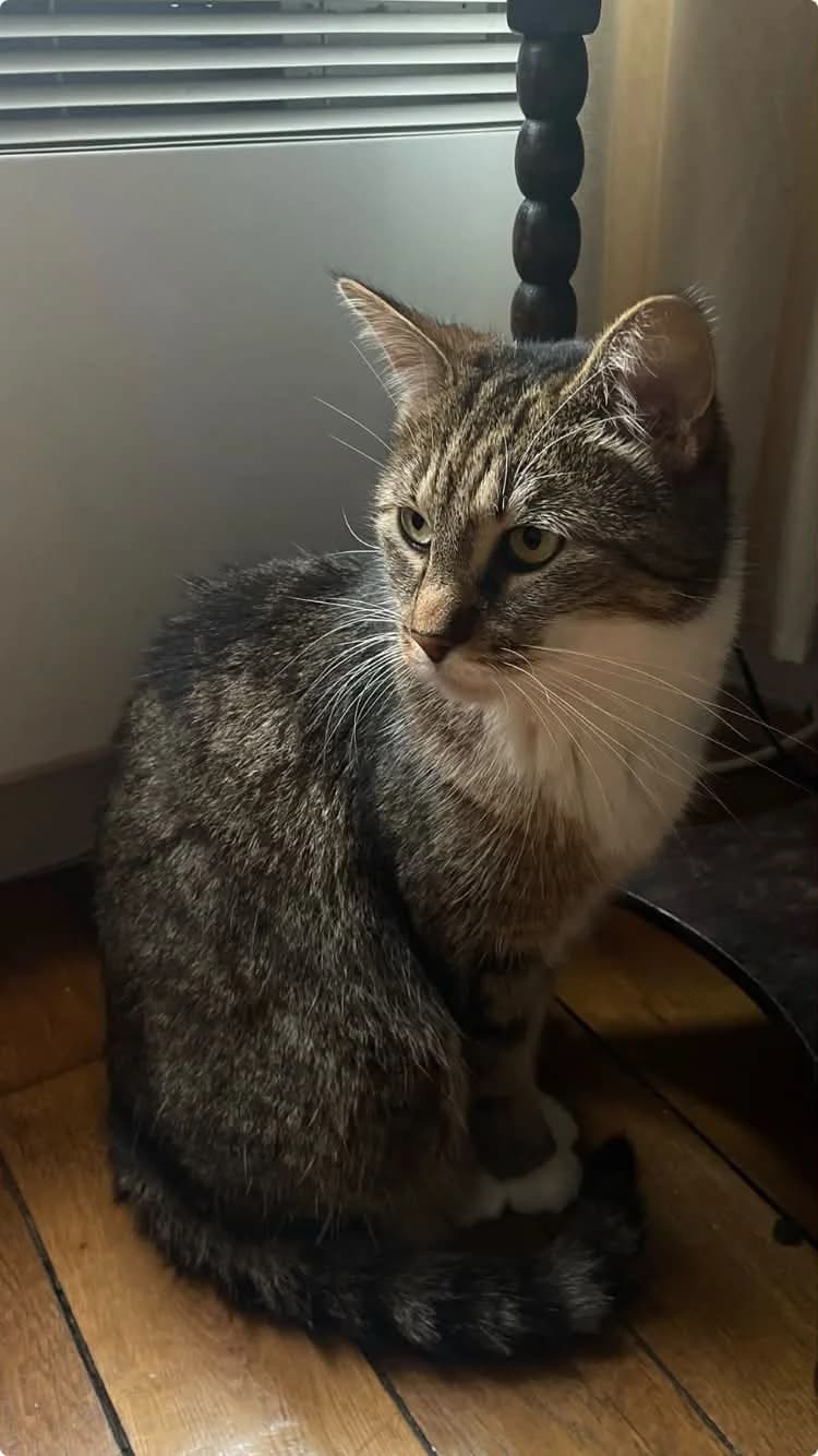 Faye, 7yo Mixed Breed for adoption at Adopte Un Matou, Maurecourt