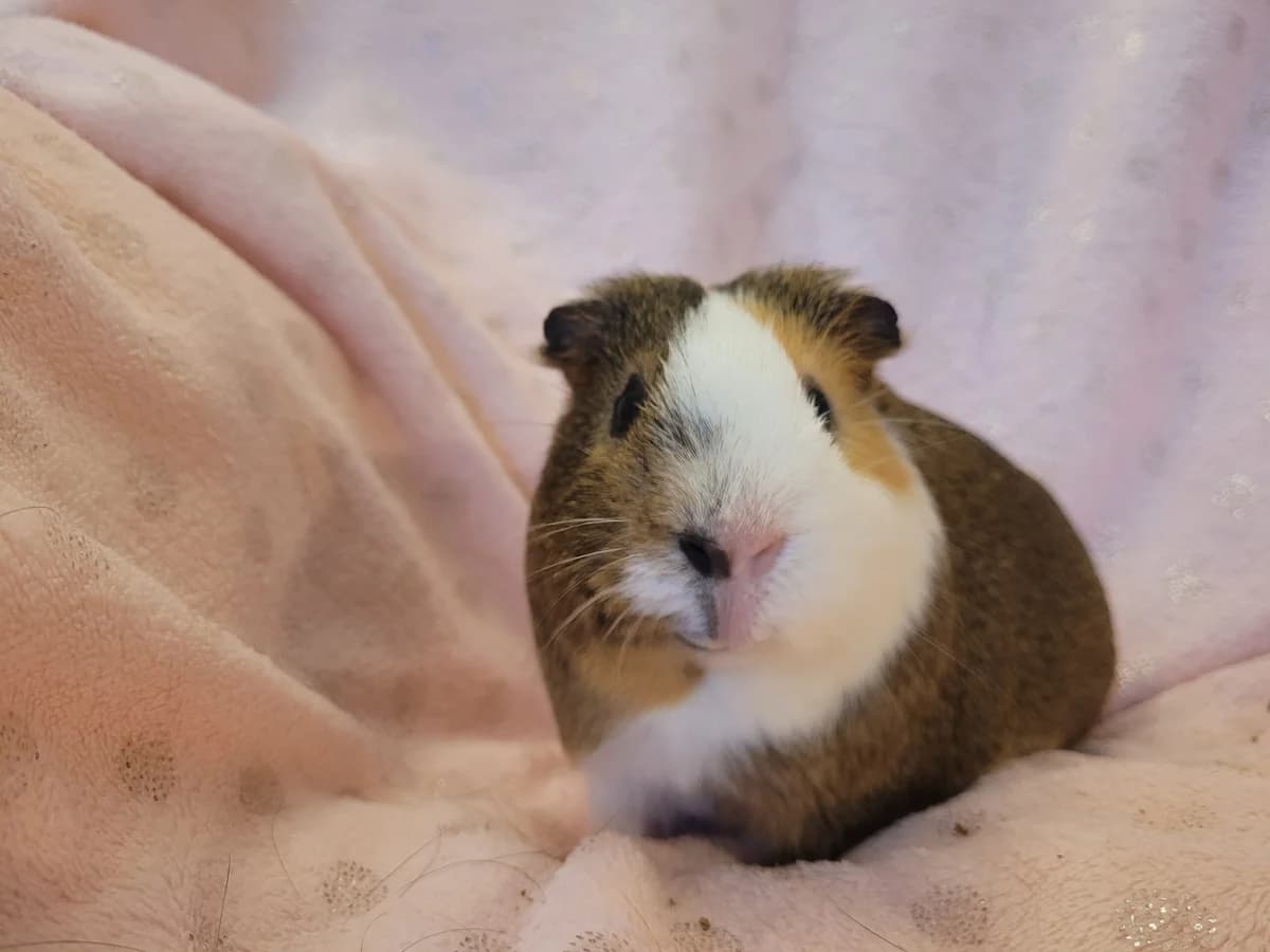 Mistral, cochon d’inde mâle castré, né vers mi 2024 (St Pierre en Auge, 14), male young Mixed Breed for adoption at Adopte un Rongeur, adopte un rongeur