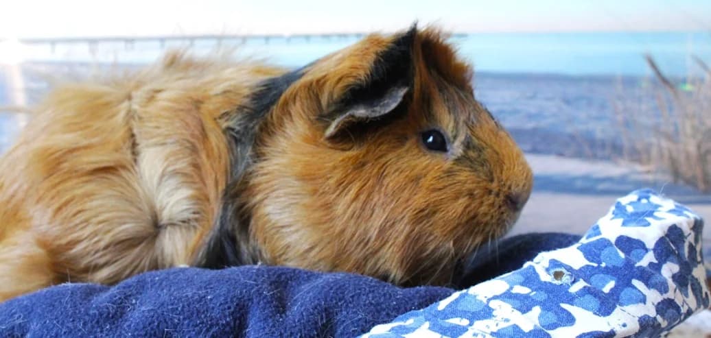 Cactus, cochon d’Inde mâle (Creil, 60), male Mixed Breed for adoption at Adopte un Rongeur, adopte un rongeur