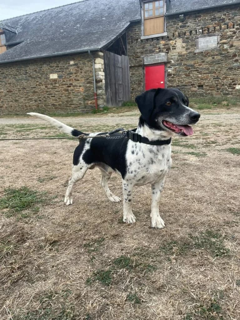 Bojji, male 6yo Mixed Breed for adoption at ADPK - Association Des P, adpk association des p tits korrigans