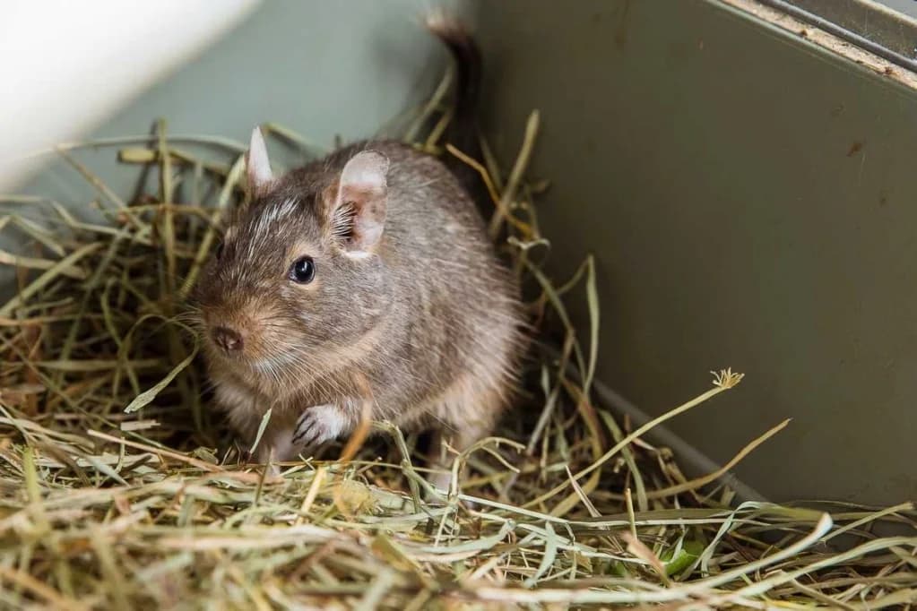 Octo, male young Mixed Breed for adoption at ADPK - Association Des P, adpk association des p tits korrigans