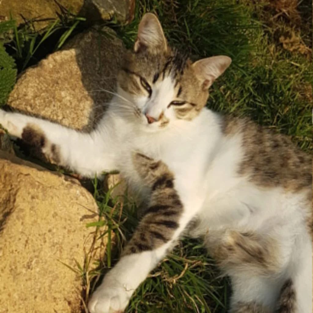 Pasco, male 6yo Mixed Breed for adoption at ADPK - Association Des P, adpk association des p tits korrigans