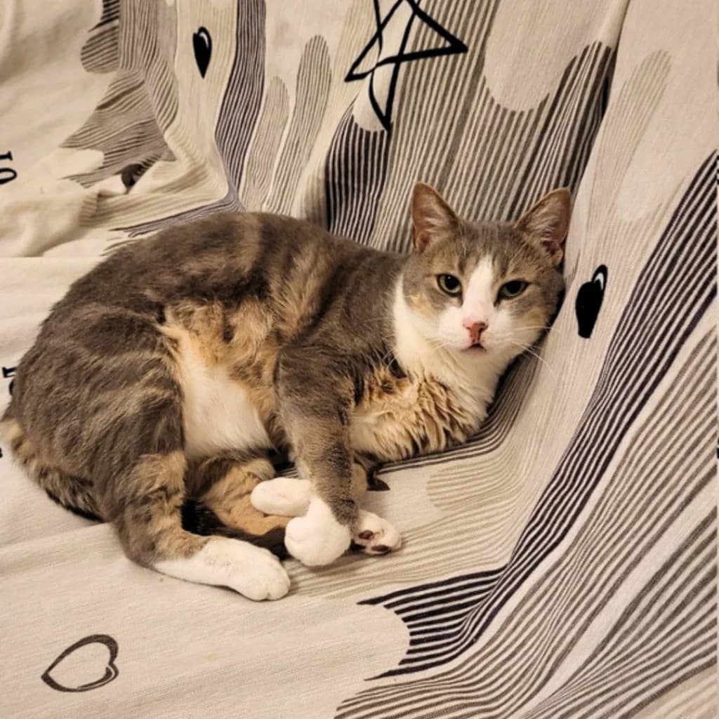 Pedro, male 4yo Mixed Breed for adoption at ADPK - Association Des P, adpk association des p tits korrigans