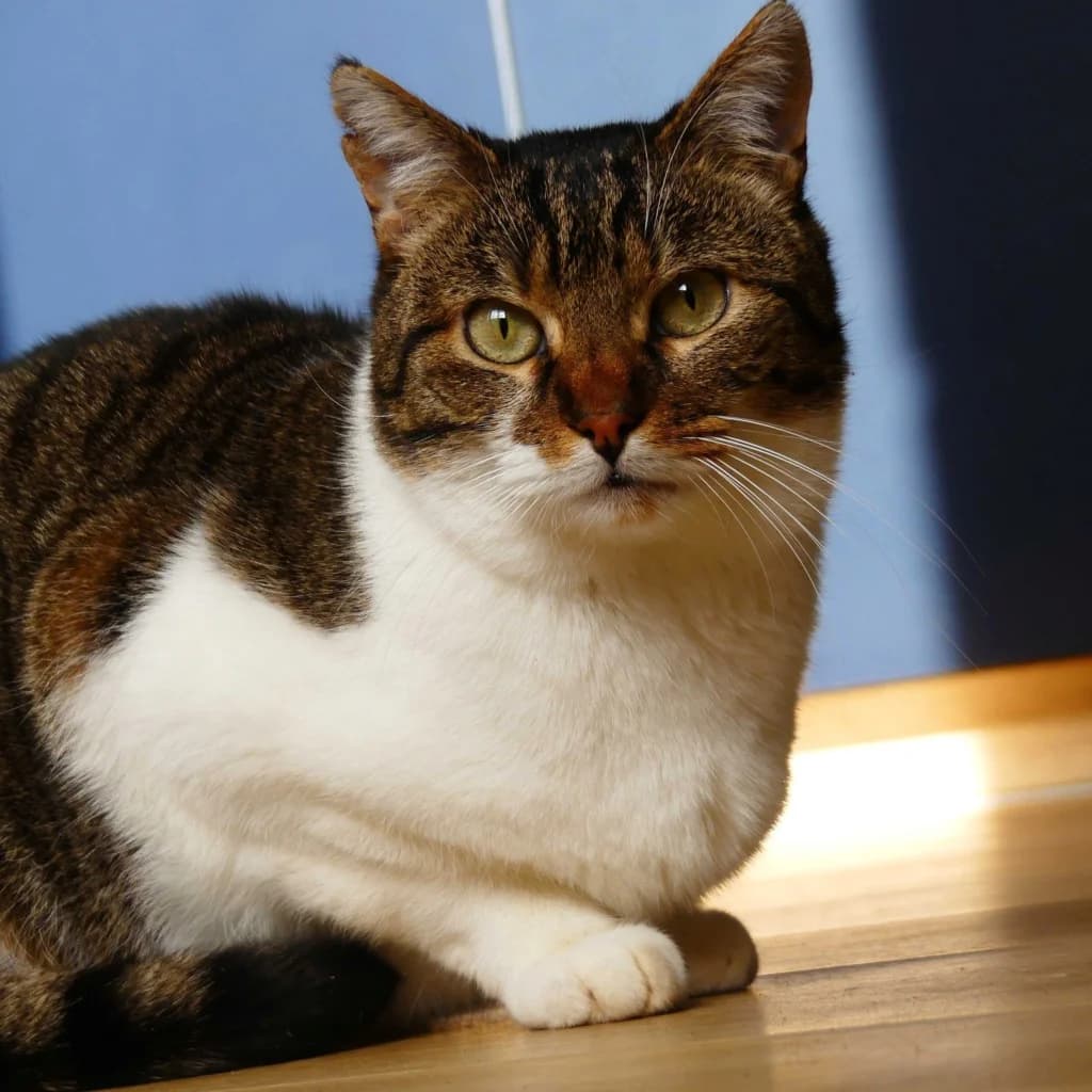Chaman, male 4yo Mixed Breed for adoption at ADPK - Association Des P, adpk association des p tits korrigans