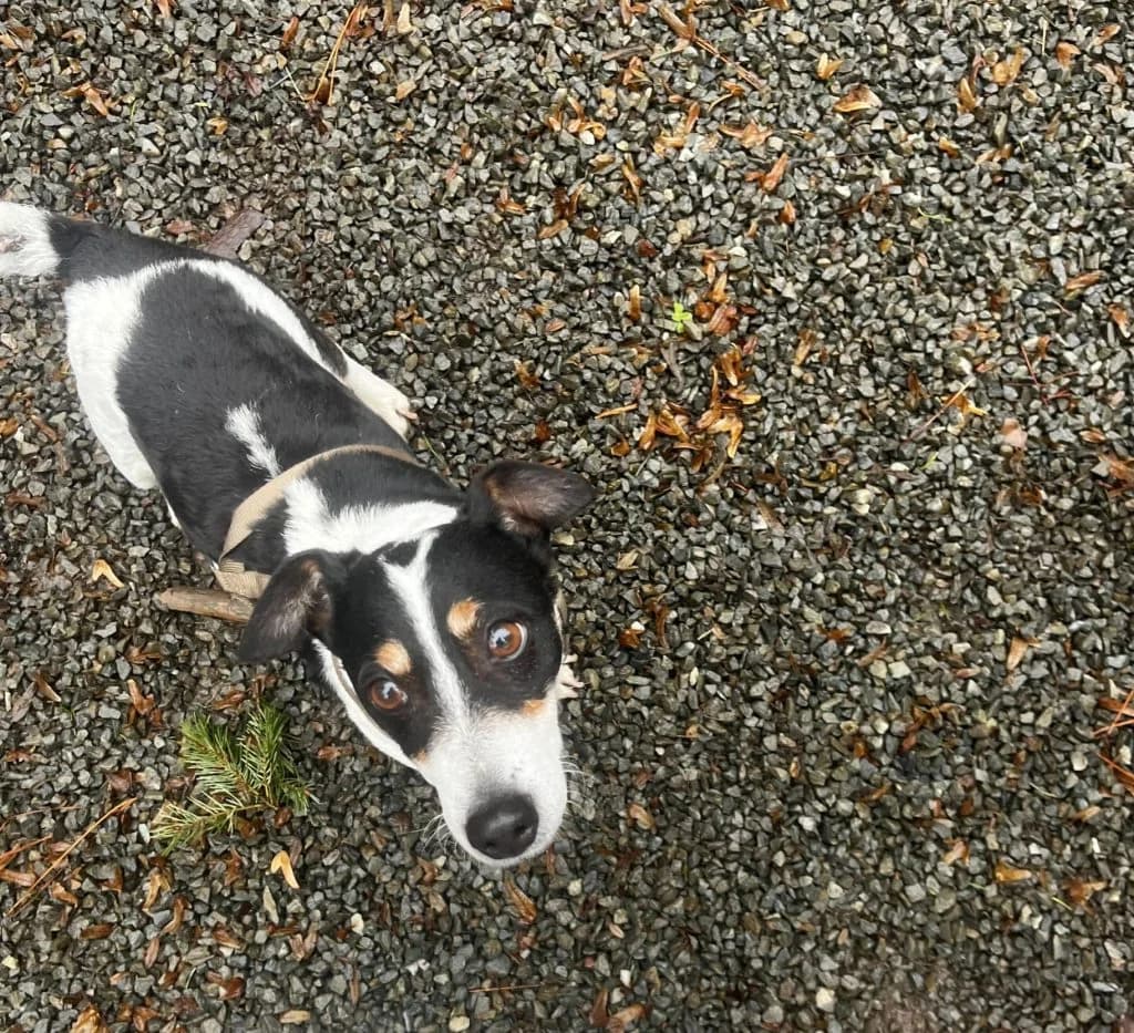 Ricky, male senior Mixed Breed for adoption at ADPK - Association Des P, adpk association des p tits korrigans